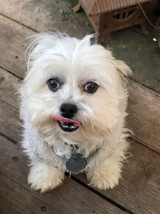 Bernardo Heights Veterinary Hospital 6