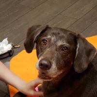 Banfield Pet Hospital ico