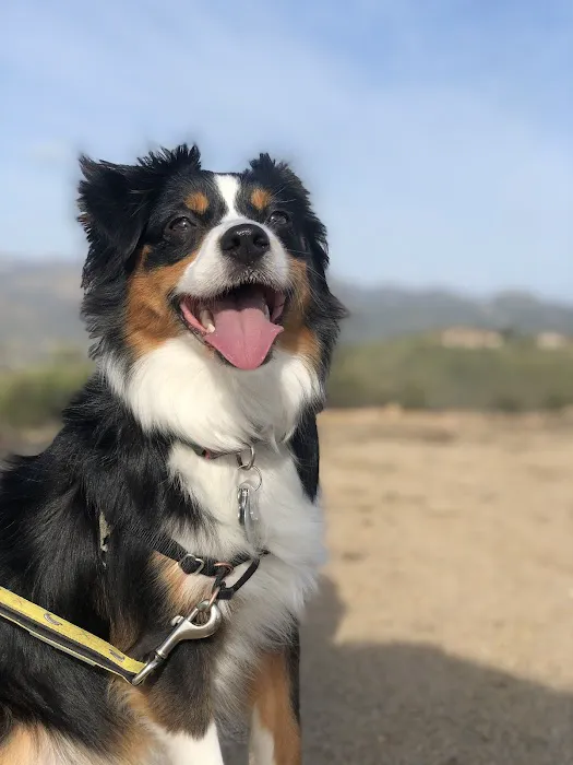 Animal Emergency Clinic of San Diego 2
