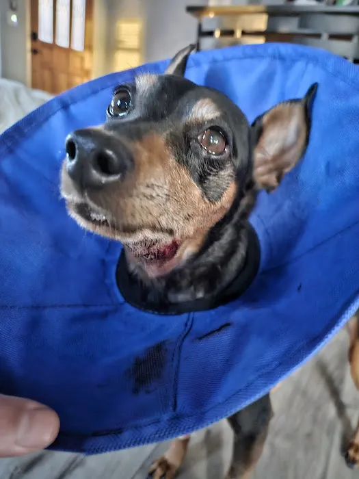 Animal Emergency Clinic of San Diego 7