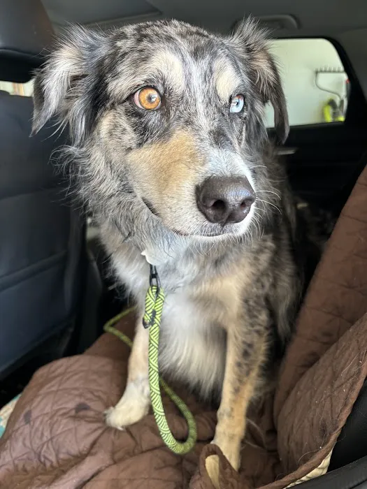 Animal Emergency Clinic of San Diego 9