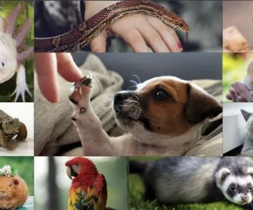 Furr-Ever Friendz