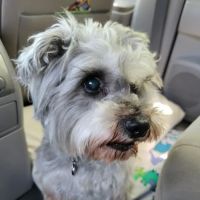 Midland Animal Clinic ico