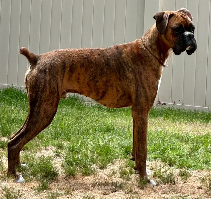 Midland Animal Clinic 12