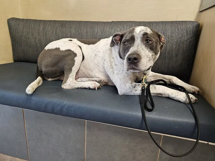 Midland Animal Clinic 12