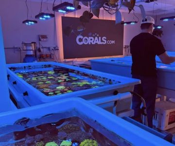Corals.com