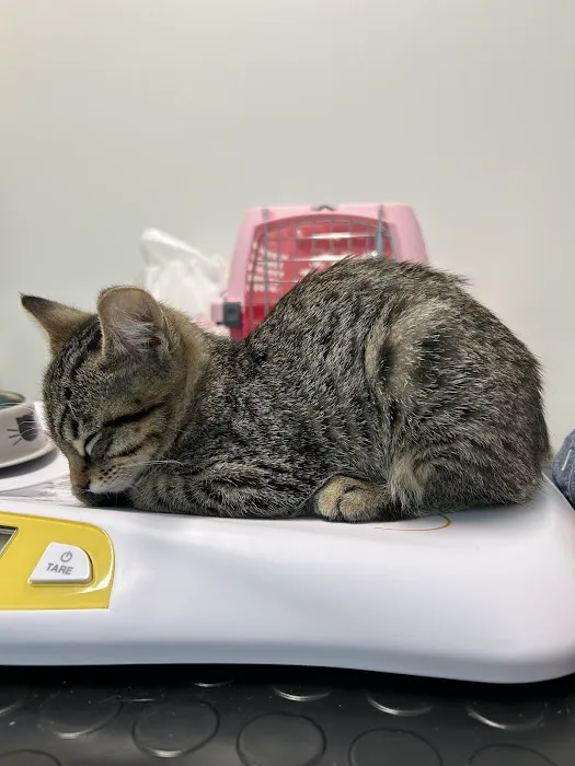 Sunshine Animal Hospital 12