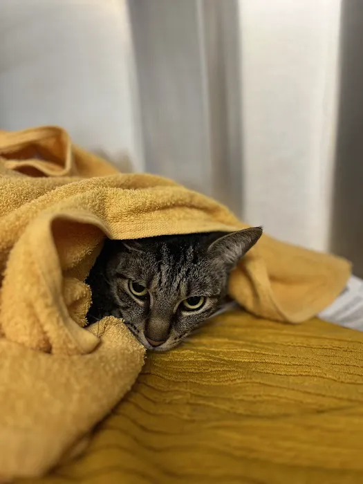 Sunshine Animal Hospital 12
