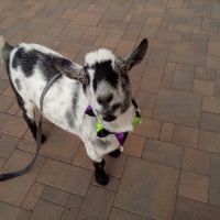 Sunshine Animal Hospital ico