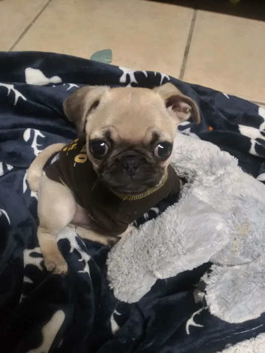 Vca Emergency Animal Hospital: Chin Michele DVM 12