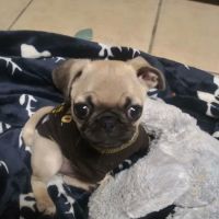 Vca Emergency Animal Hospital: Chin Michele DVM ico