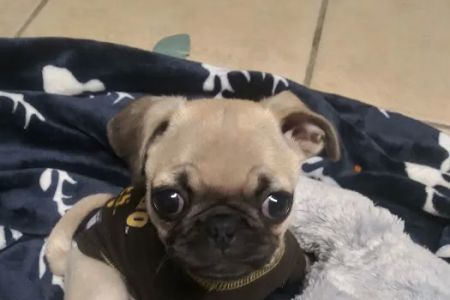 Vca Emergency Animal Hospital: Chin Michele DVM