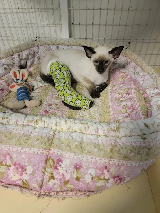 Vca Emergency Animal Hospital: Chin Michele DVM 12