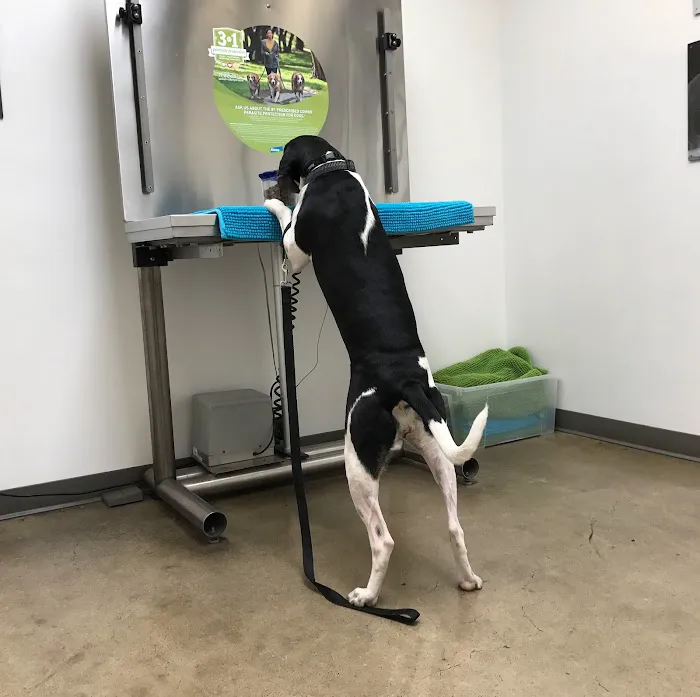 VCA Bay Park Animal Hospital 12