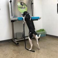 VCA Bay Park Animal Hospital ico