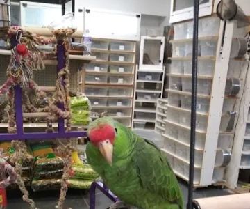 Off The Hook Exotics Pet Shop