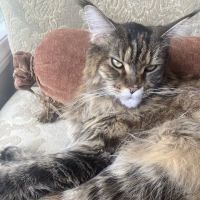 San Diego Bay Animal Hospital ico