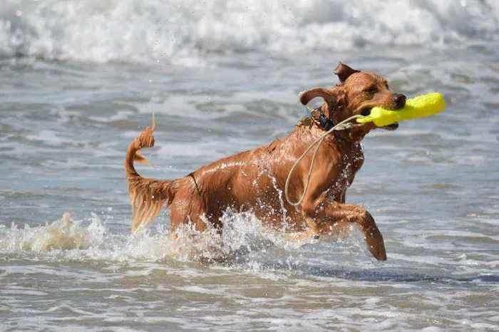 San Diego Bay Animal Hospital 12