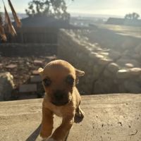 PetSmart Veterinary Services - San Diego (Sports Arena) ico