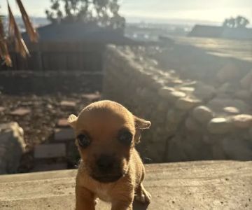 PetSmart Veterinary Services - San Diego (Sports Arena)