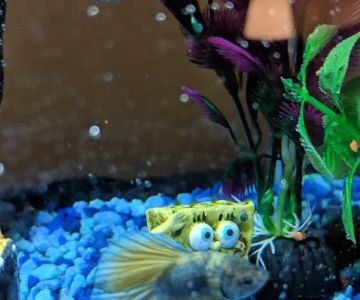 Petco
