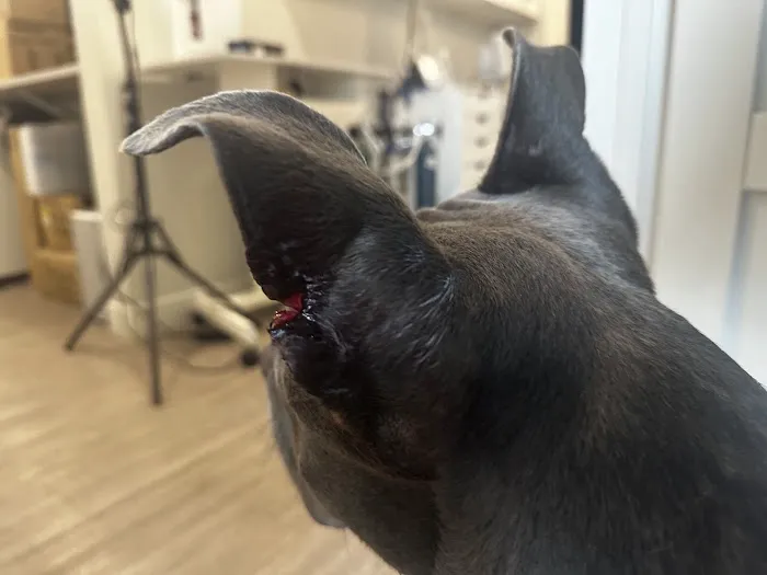 Banfield Pet Hospital 5