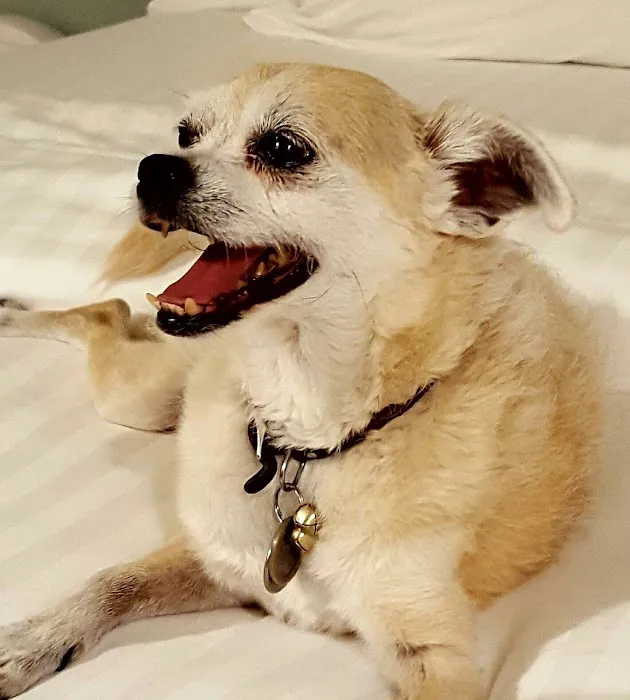 Banfield Pet Hospital 4