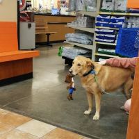 Banfield Pet Hospital ico