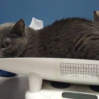 Shelter Island Veterinary Hospital ico