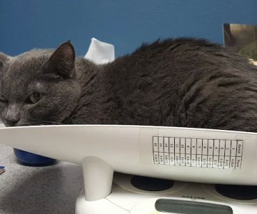 Shelter Island Veterinary Hospital