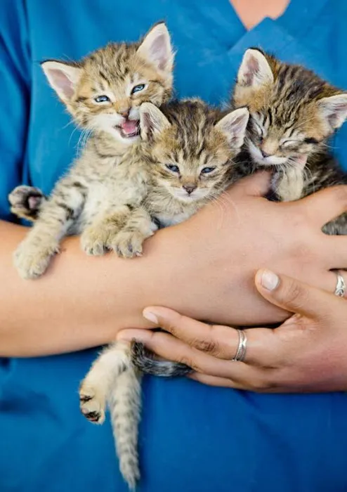 Shelter Island Veterinary Hospital 4