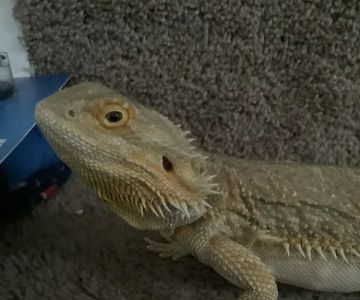 Petco