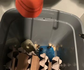 Dubia Roach Colony
