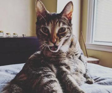 Petco