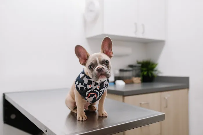 Southpaw Vet 1