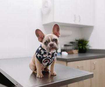 Southpaw Vet