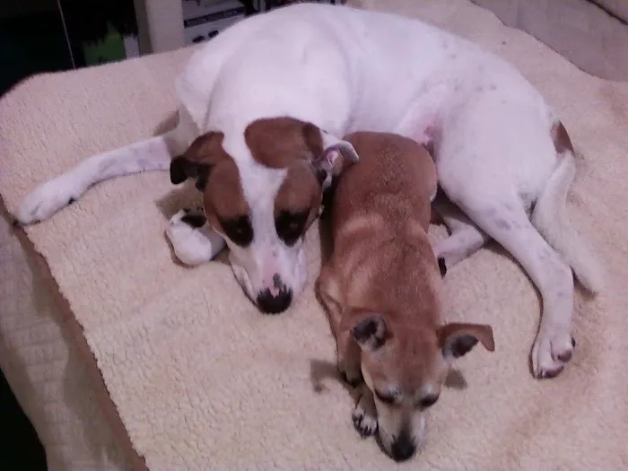 Harmony Animal Hospital 12
