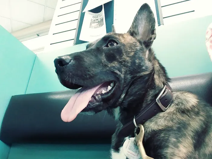 VCA Hillcrest Animal Hospital 12