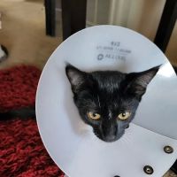 Banfield Pet Hospital ico