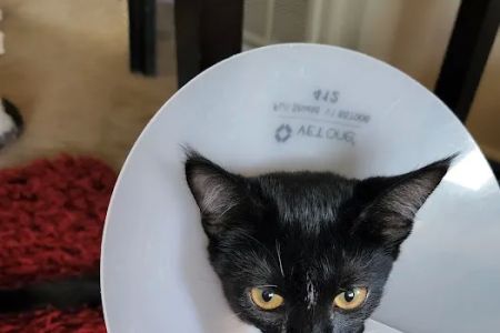 Banfield Pet Hospital