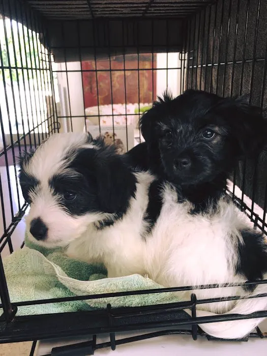 Bodhi Animal Hospital, A Thrive Pet Healthcare Partner 12