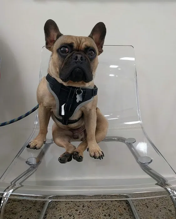 Bodhi Animal Hospital, A Thrive Pet Healthcare Partner 12