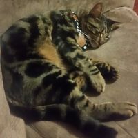 Pet n' Vet Support Services ico