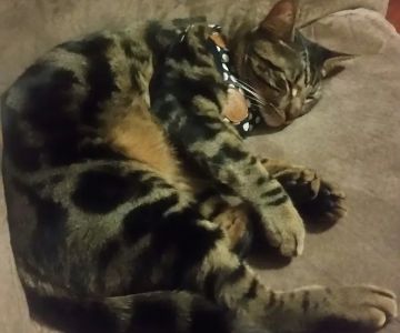 Pet n' Vet Support Services