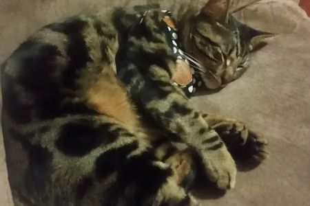 Pet n' Vet Support Services