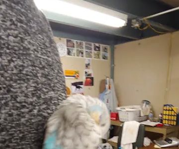 C & B Birds