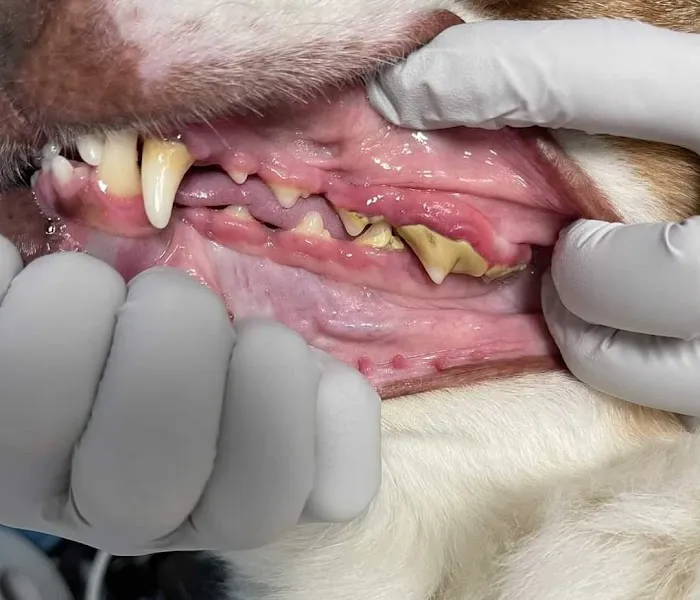 ELITE PET DENTAL 3