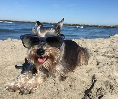 ELITE PET DENTAL 7