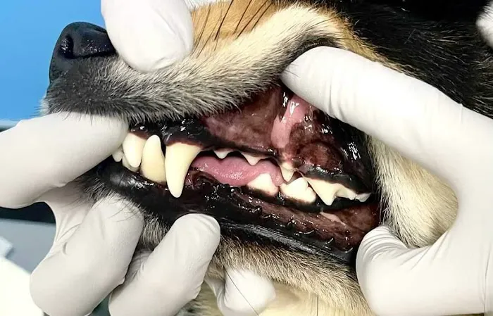 ELITE PET DENTAL 5