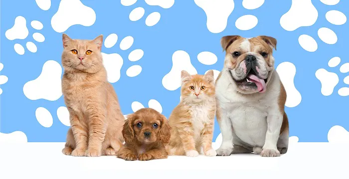 ELITE PET DENTAL 2